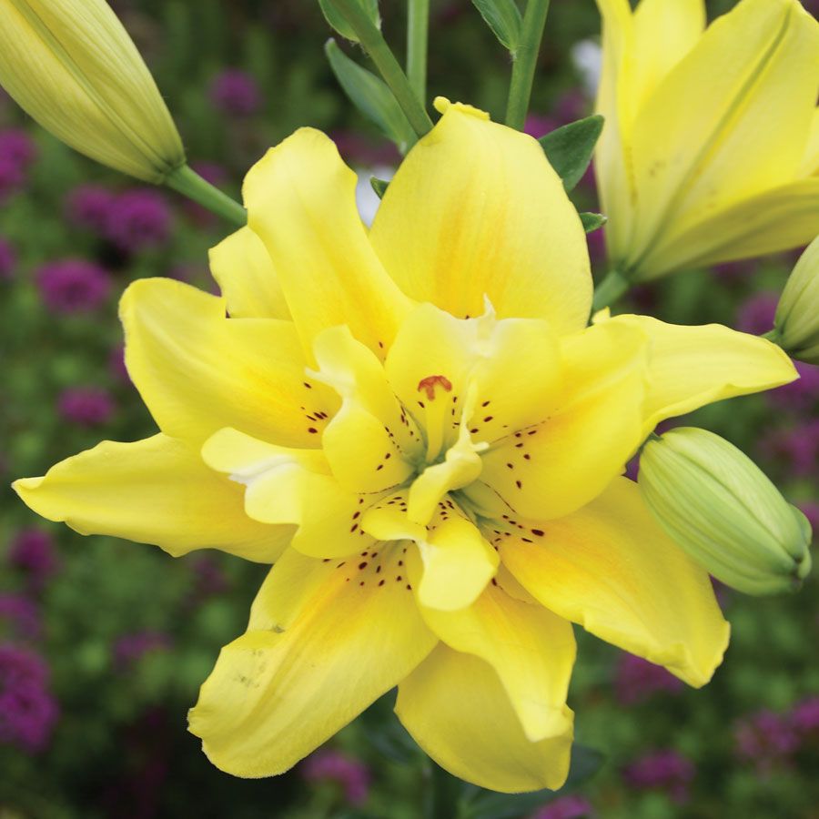 Lilium Asiatic 'Fata Morgana'